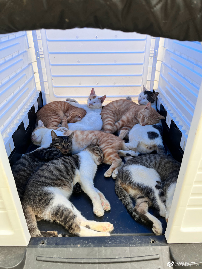 猫图片|宠物猫|猫咪|