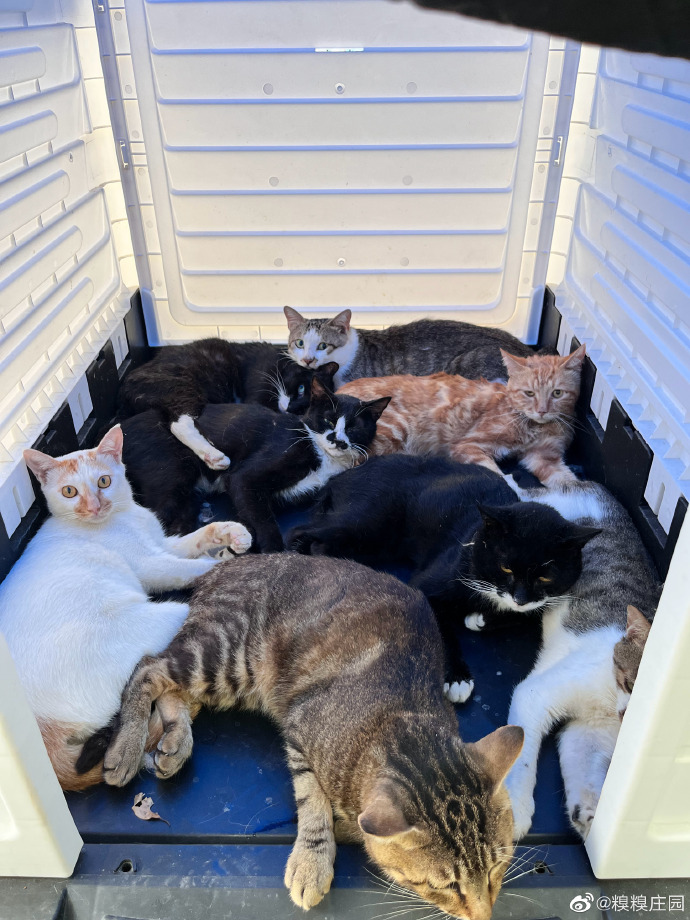 猫图片|宠物猫|猫咪|