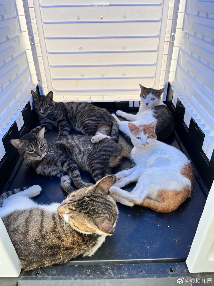 猫图片|宠物猫|猫咪|