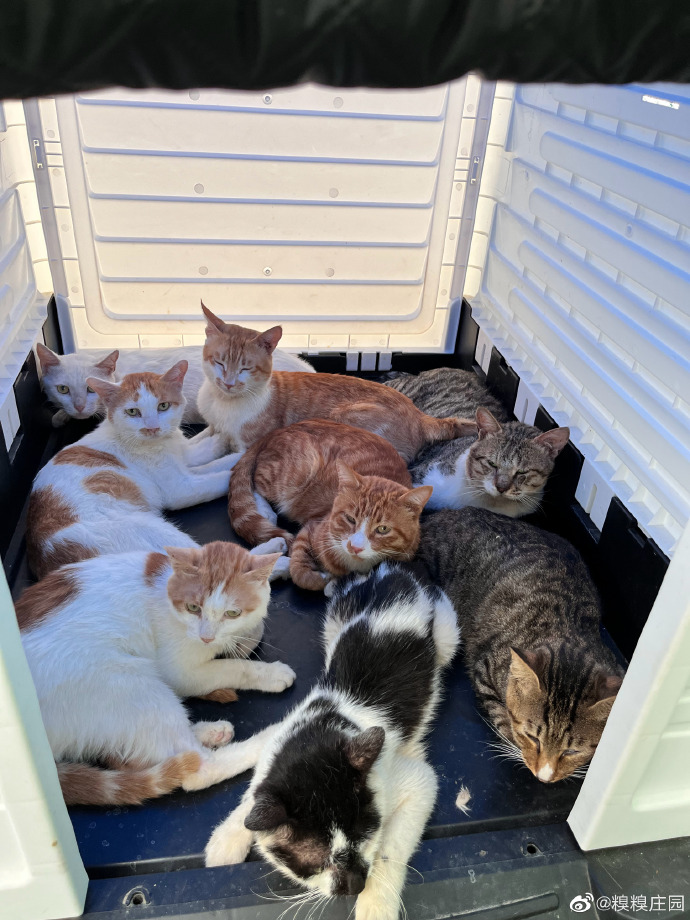 猫图片|宠物猫|猫咪|