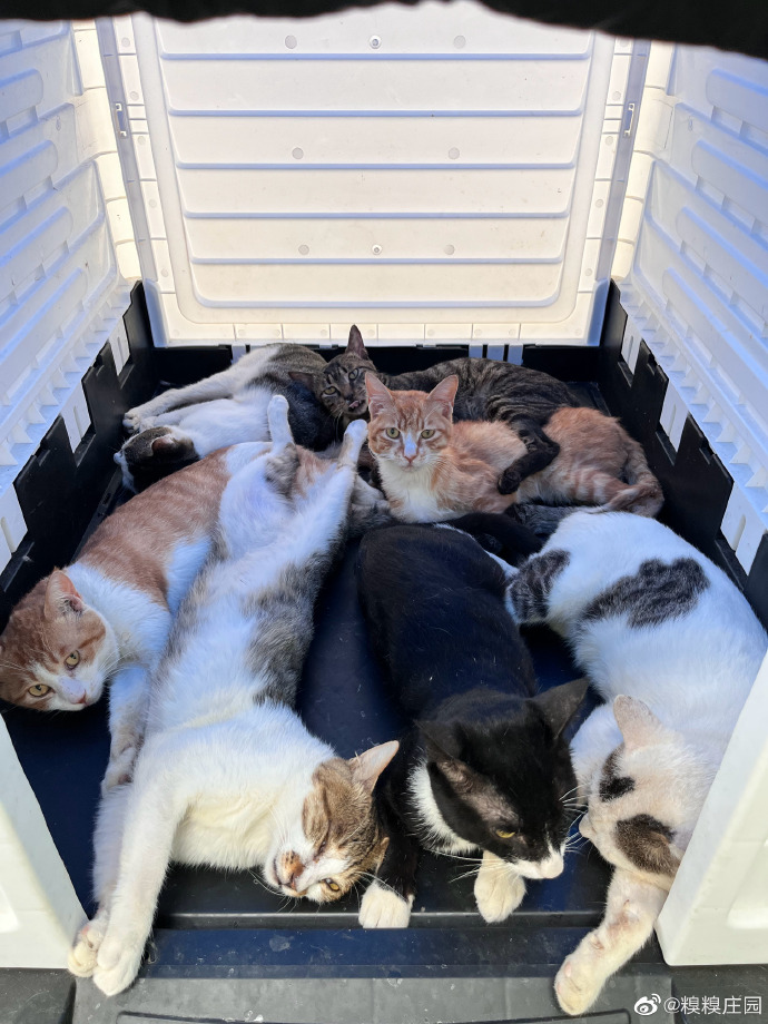 猫图片|宠物猫|猫咪|