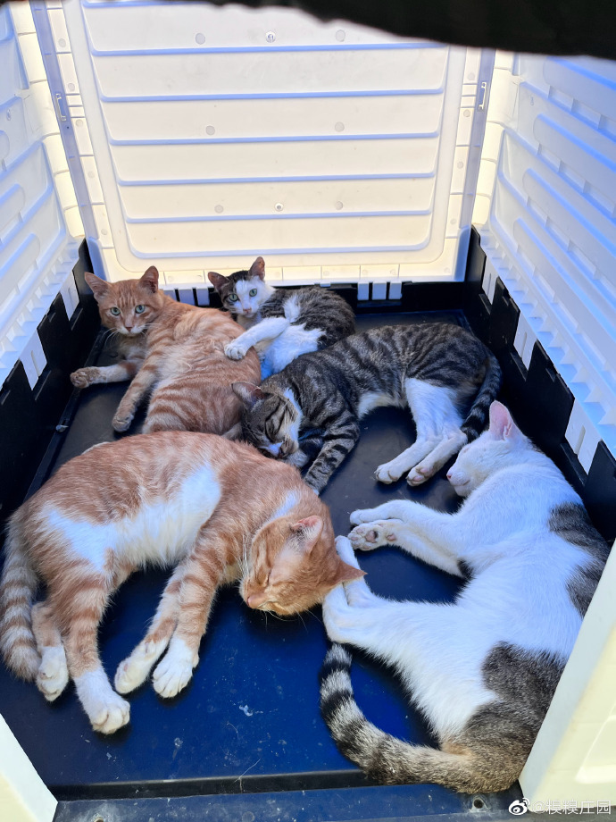 猫图片|宠物猫|猫咪|