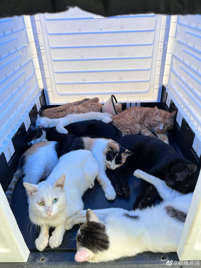 猫图片|宠物猫|猫咪|