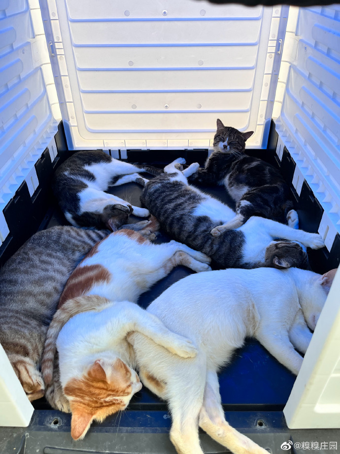 猫图片|宠物猫|猫咪|