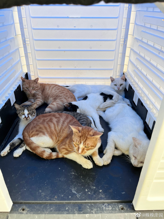 猫图片|宠物猫|猫咪|