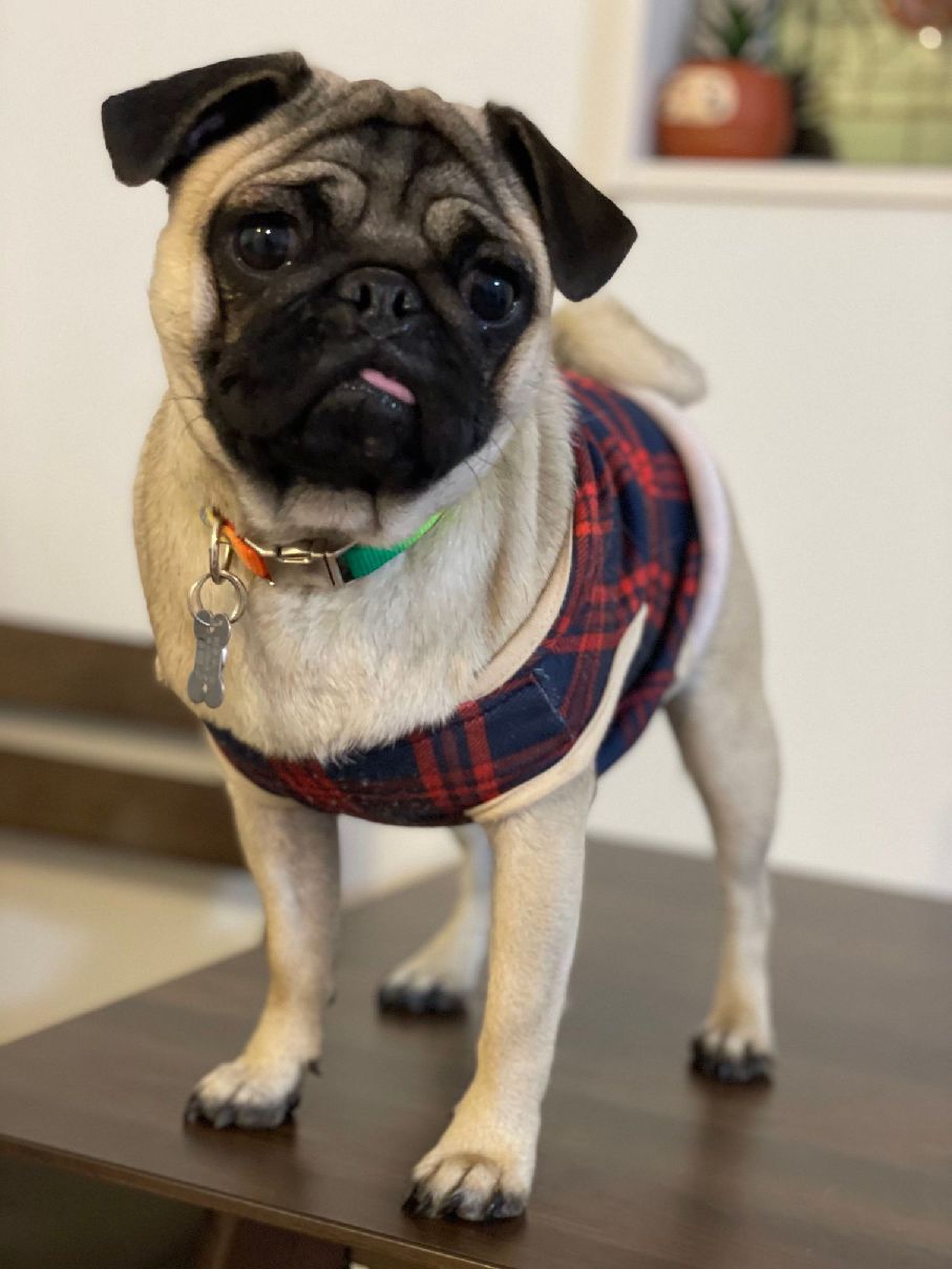 猫图片|宠物猫|猫咪|