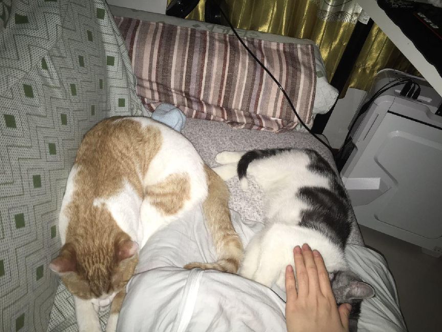 猫图片|宠物猫|猫咪|