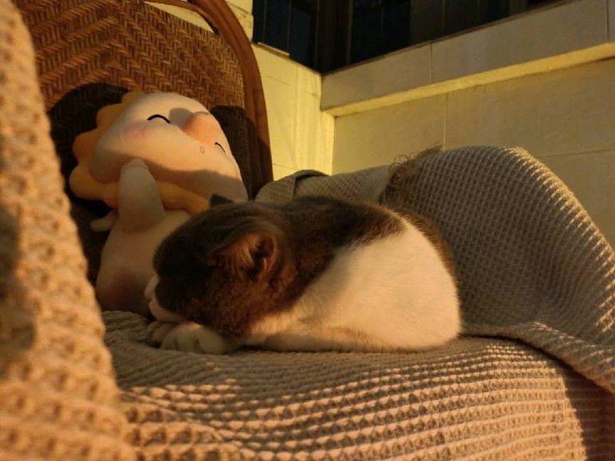 猫图片|宠物猫|猫咪|