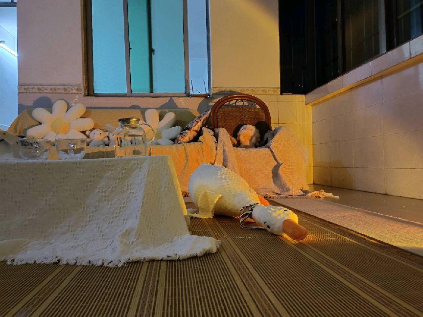 猫图片|宠物猫|猫咪|