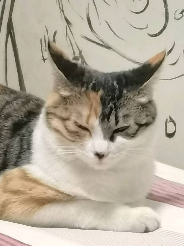 猫图片|宠物猫|猫咪|