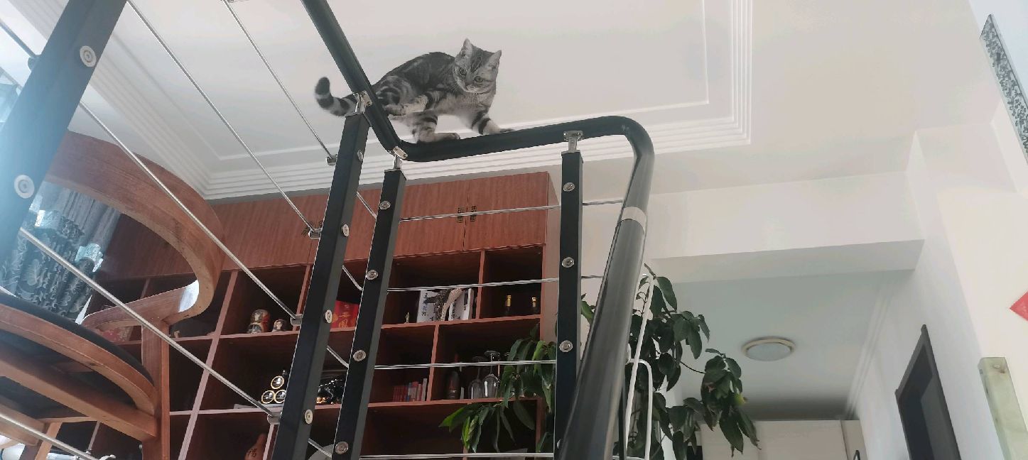 猫图片|宠物猫|猫咪|