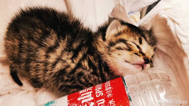 猫图片|宠物猫|猫咪|