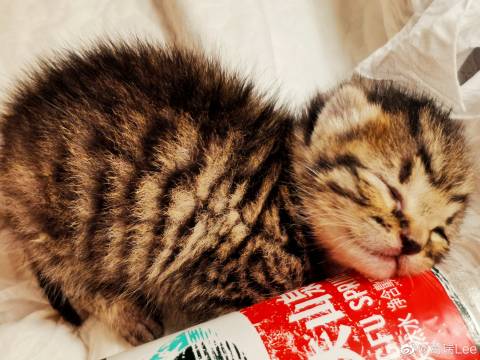 猫图片|宠物猫|猫咪|