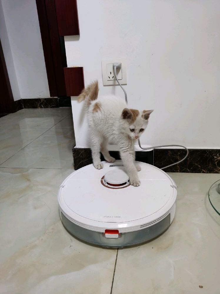 猫图片|宠物猫|猫咪|