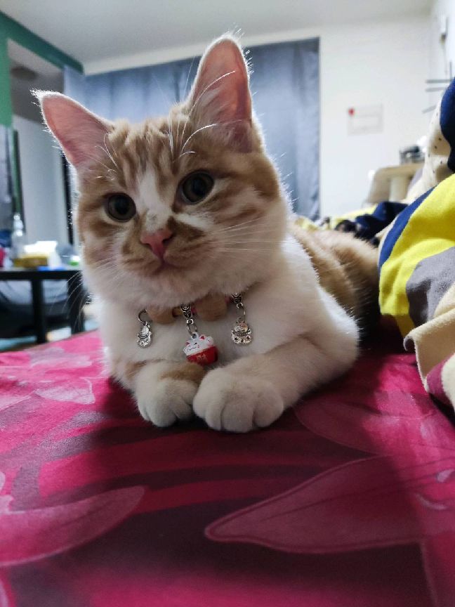 猫图片|宠物猫|猫咪|