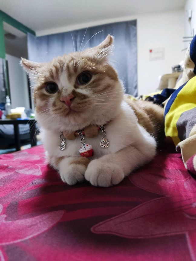 猫图片|宠物猫|猫咪|