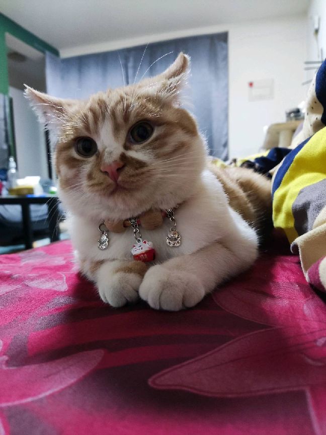 猫图片|宠物猫|猫咪|