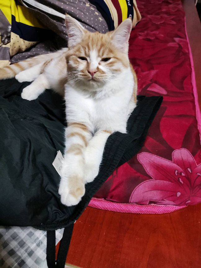 猫图片|宠物猫|猫咪|