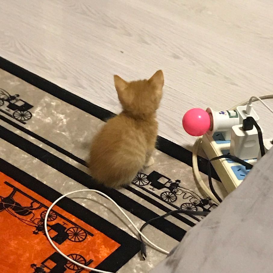 猫图片|宠物猫|猫咪|