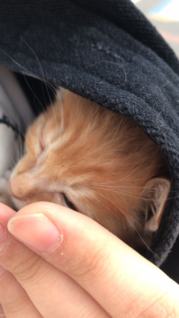 猫图片|宠物猫|猫咪|