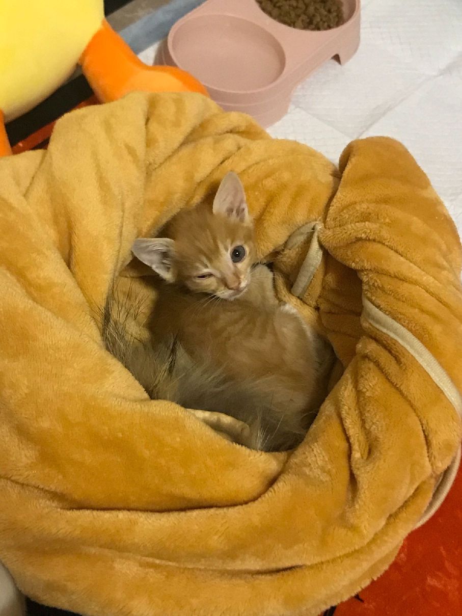 猫图片|宠物猫|猫咪|