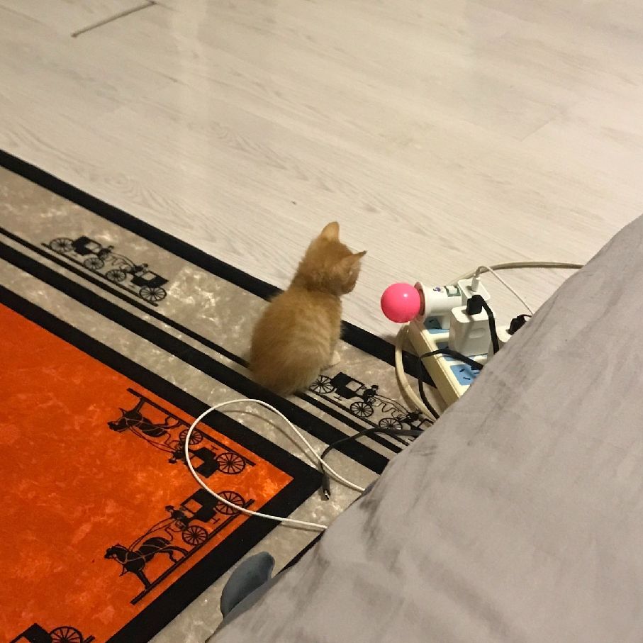 猫图片|宠物猫|猫咪|