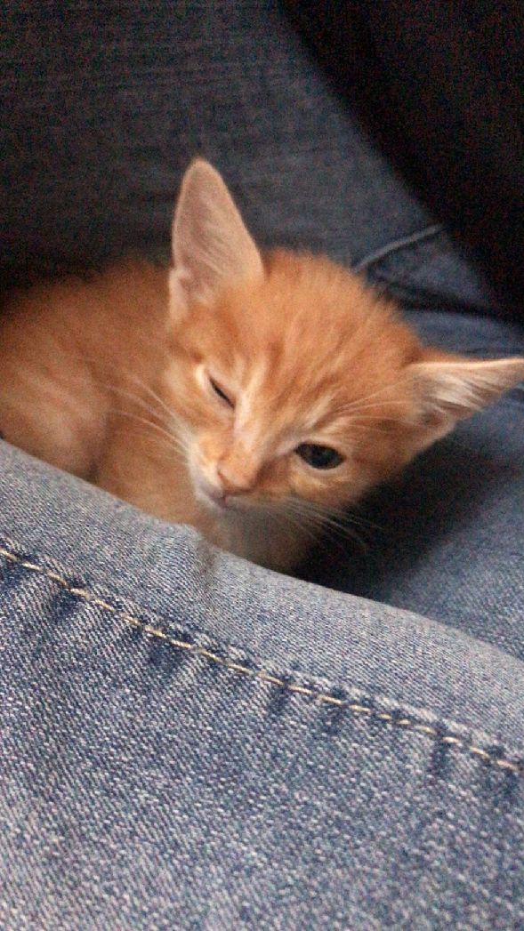 猫图片|宠物猫|猫咪|