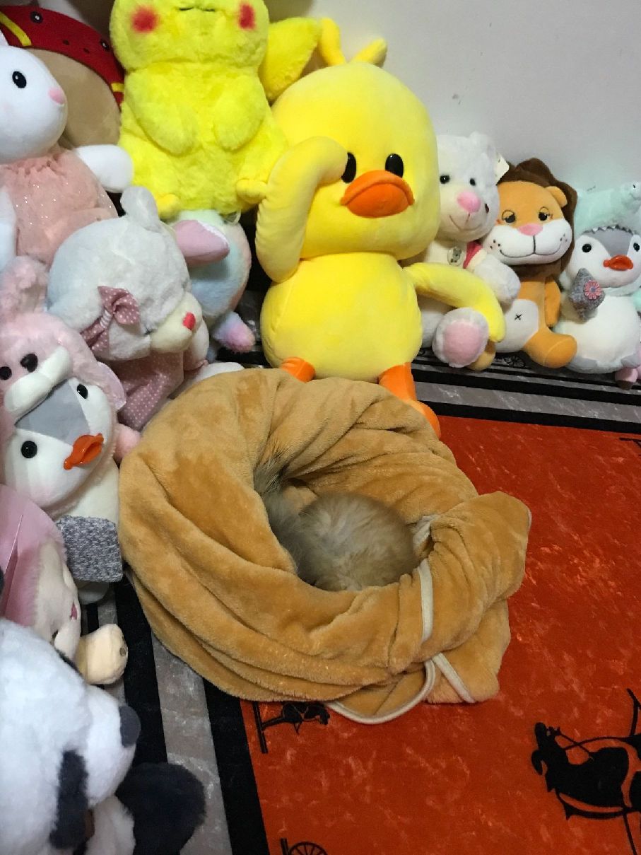 猫图片|宠物猫|猫咪|