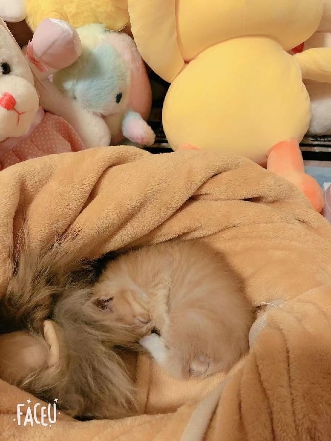 猫图片|宠物猫|猫咪|