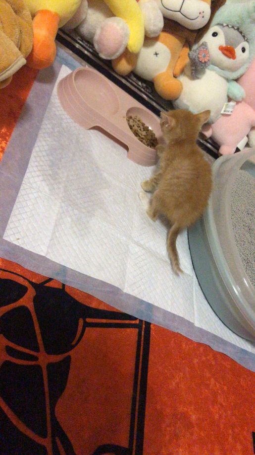 猫图片|宠物猫|猫咪|