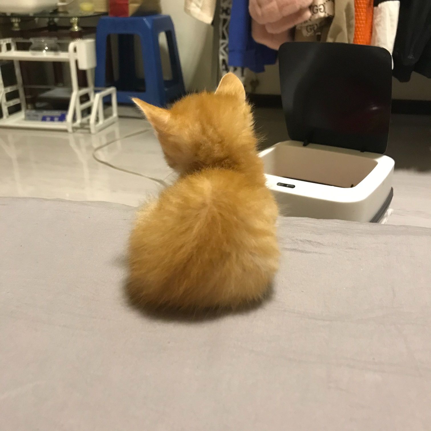 猫图片|宠物猫|猫咪|