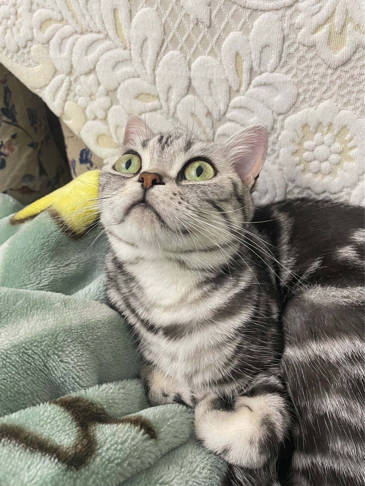 猫图片|宠物猫|猫咪|