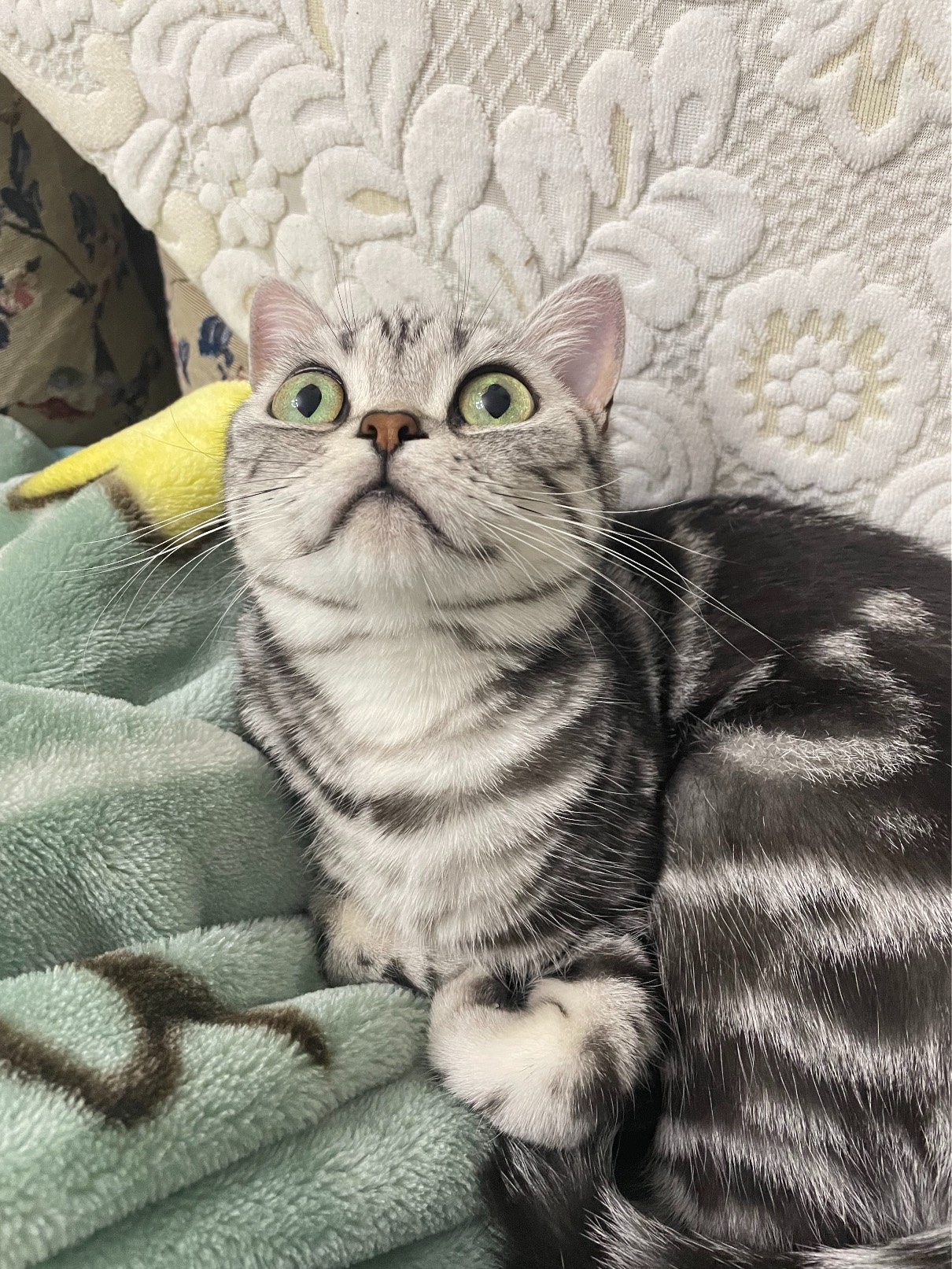 猫图片|宠物猫|猫咪|