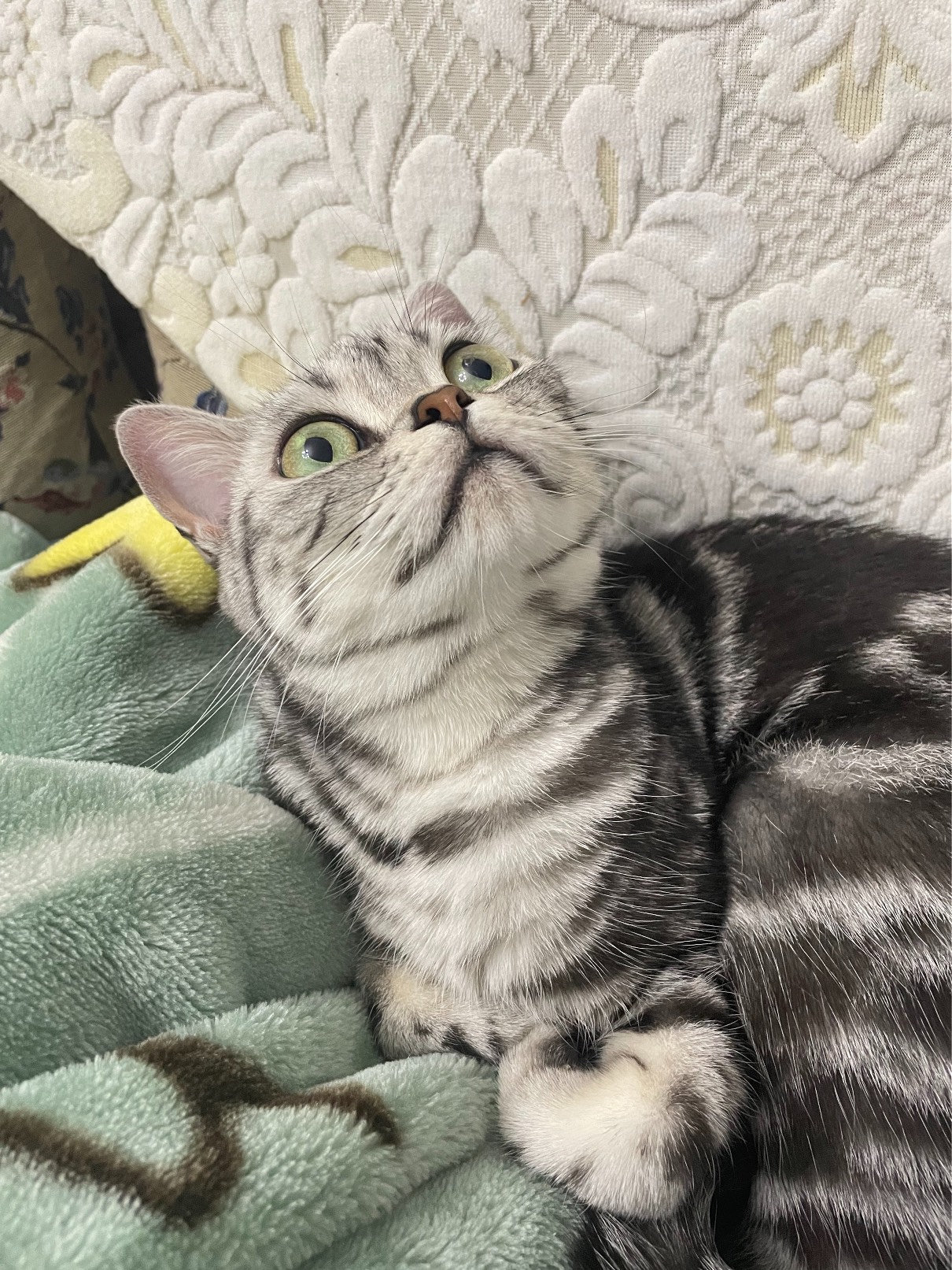 猫图片|宠物猫|猫咪|