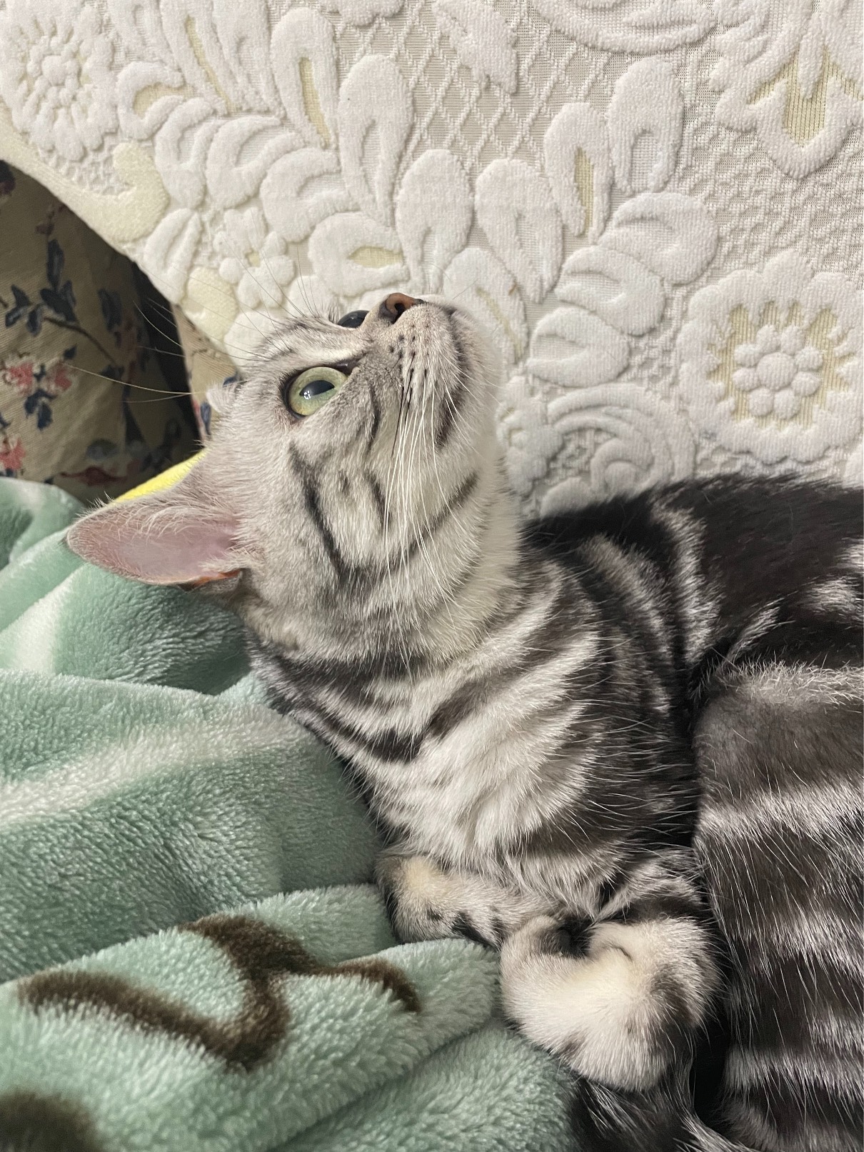 猫图片|宠物猫|猫咪|