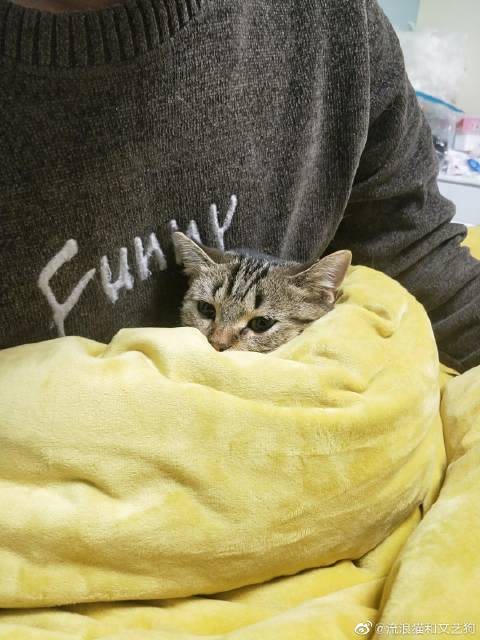 猫图片|宠物猫|猫咪|