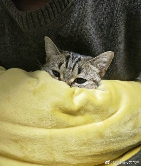 猫图片|宠物猫|猫咪|