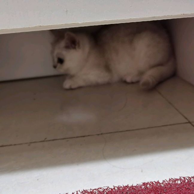 猫图片|宠物猫|猫咪|