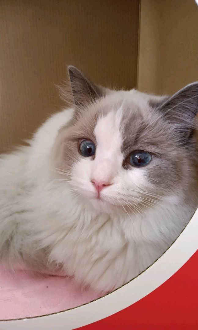 猫图片|宠物猫|猫咪|