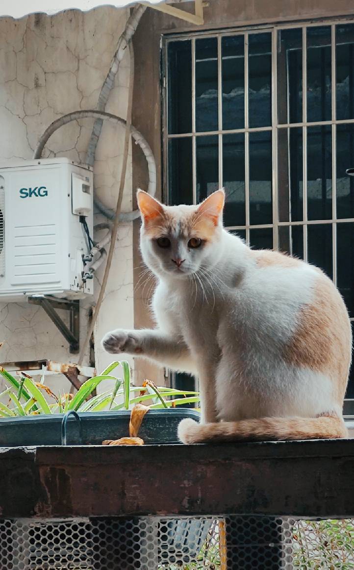 猫图片|宠物猫|猫咪|