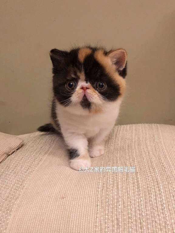 猫图片|宠物猫|猫咪|