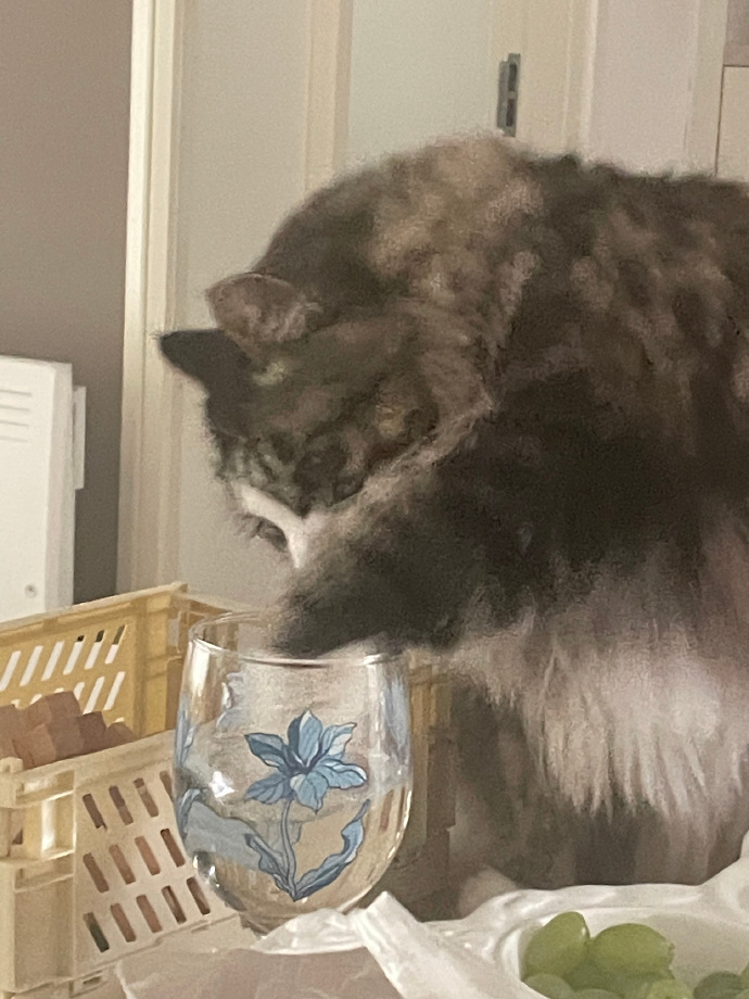 猫图片|宠物猫|猫咪|