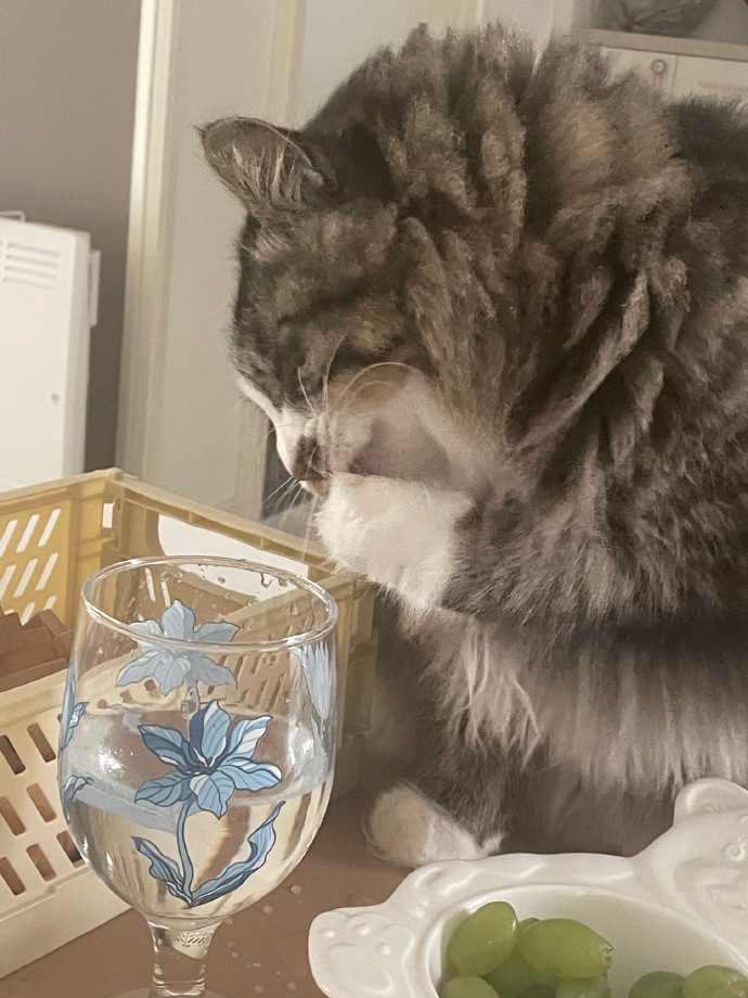 猫图片|宠物猫|猫咪|