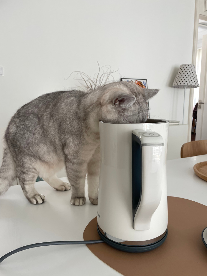 猫图片|宠物猫|猫咪|