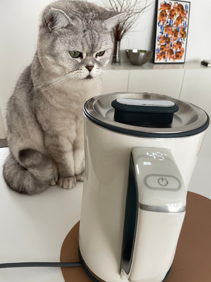 猫图片|宠物猫|猫咪|