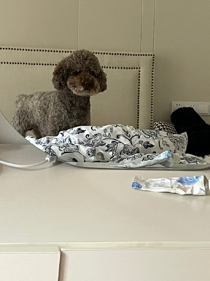 猫图片|宠物猫|猫咪|