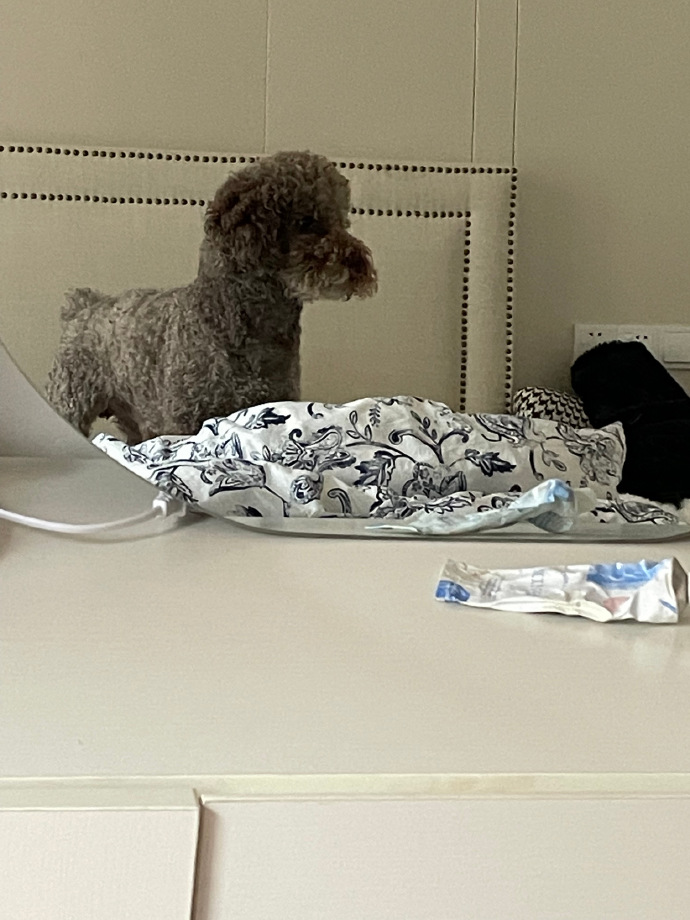 猫图片|宠物猫|猫咪|