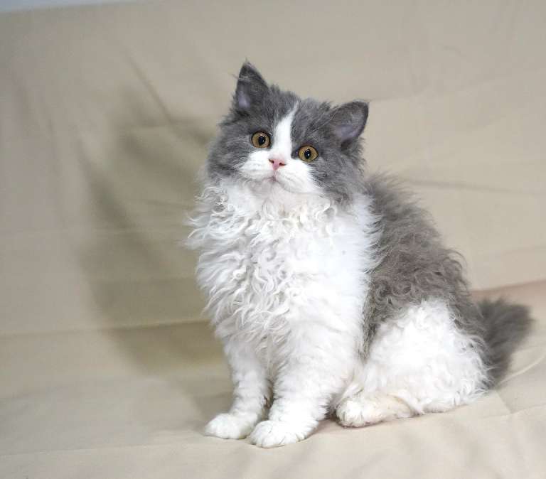 猫图片|宠物猫|猫咪|