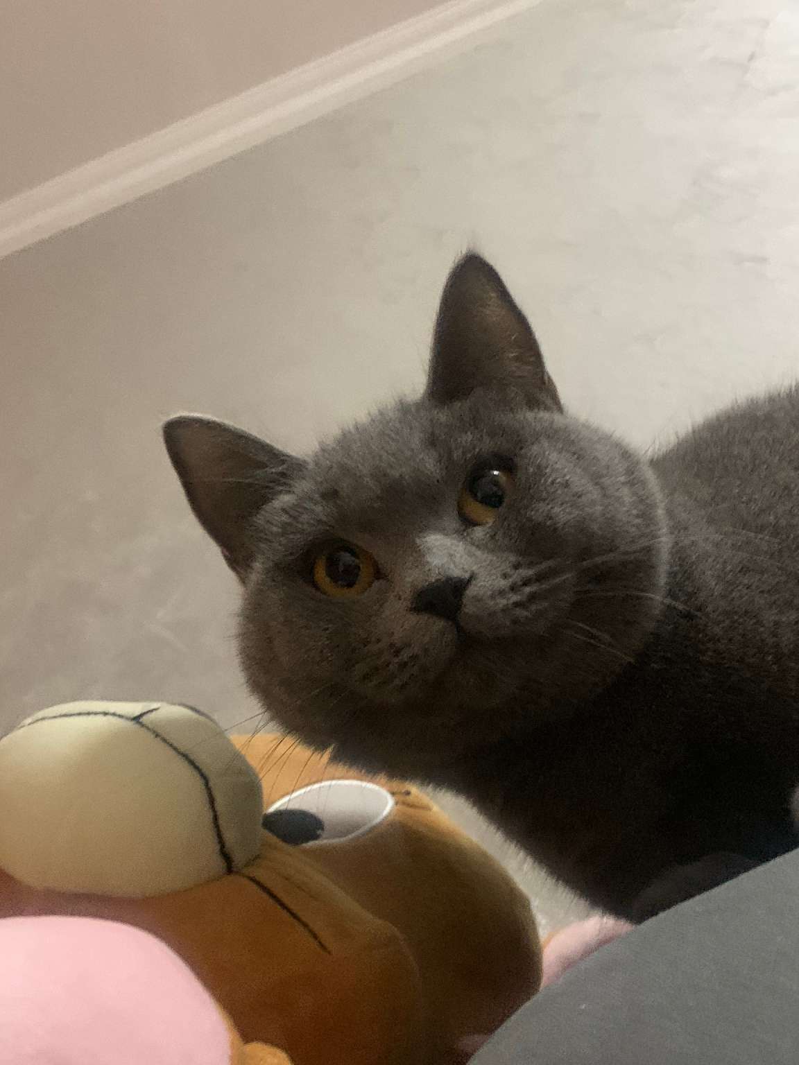 猫图片|宠物猫|猫咪|