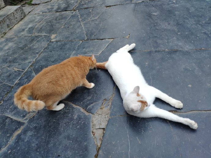 猫图片|宠物猫|猫咪|